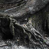 PhotoShop for Digital Photographers